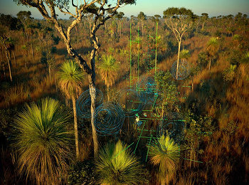 Guardiões da floresta cover image